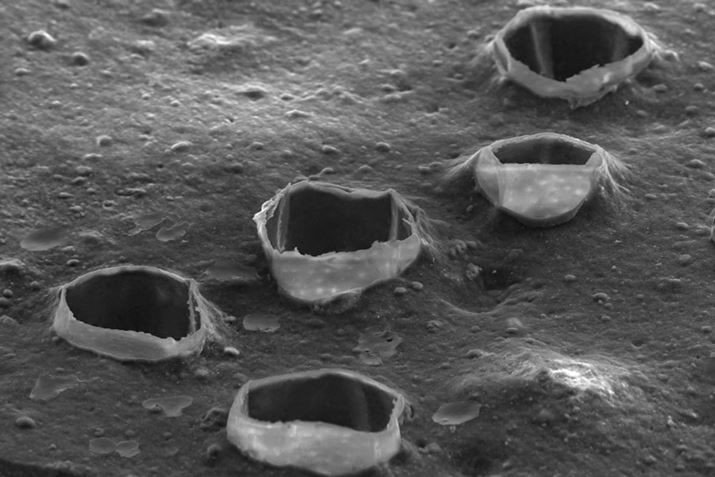 ̌́ASɍ܂ꂽׂȃJłV}CNzo[`