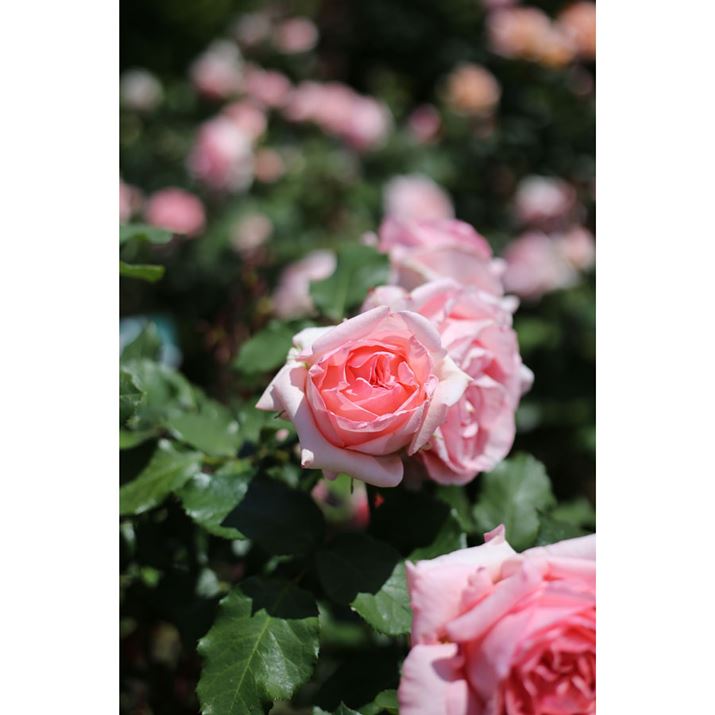 �����Y�FEF50mm F1.8 STM�i�L���m���j�A�J�����FEOS 6D�i�L���m���j