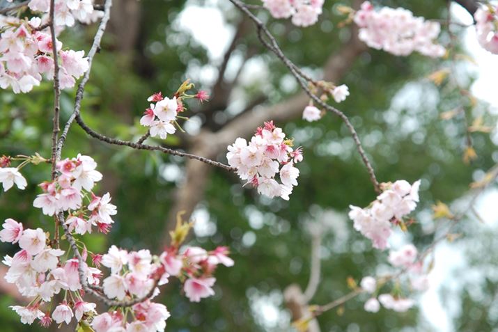 ́uԂcqv̊łAł邱ƂYꂸ