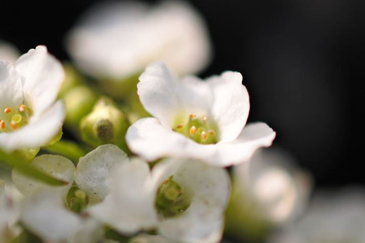 ʐ^10@F3.8A1/800A40mm