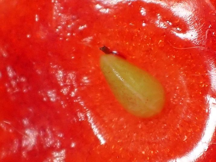 ̓fW^Y[gĎB̂ɂȂBfW^Y[4{A1/100bAF4.9AISO100AEV+0.7