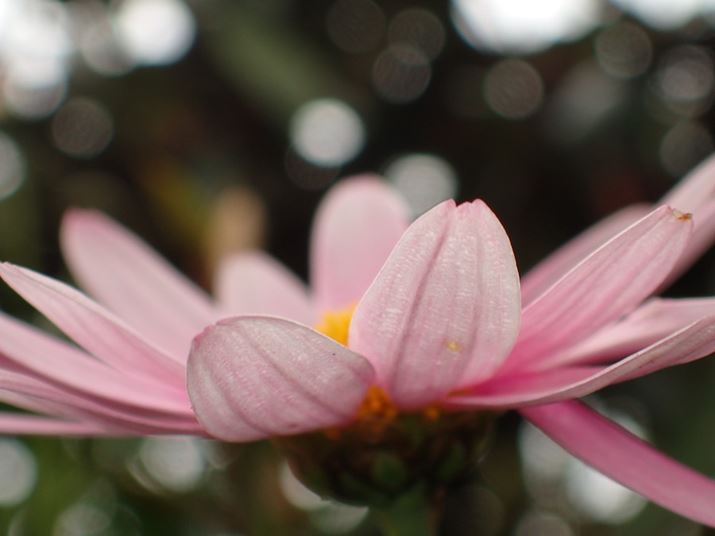 ◣ꂽʒuwi̋ʃ{P_ĎBĂ݂B][i35mmŊZ100mmjA1/250bAF4.9AISO100