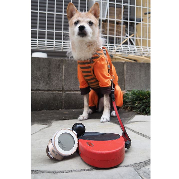 䂪Ƃł́A[h̃nhɈĎgƂɂȂ܂