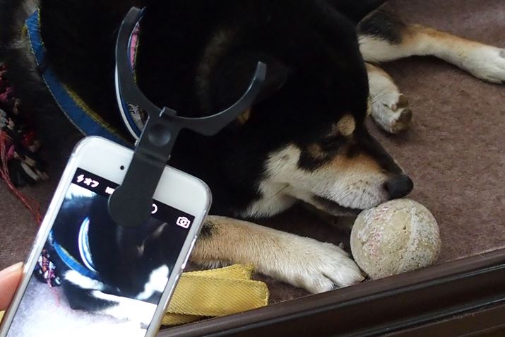 ǂ܂DA̂悤Ƀ{[ŗVԑN