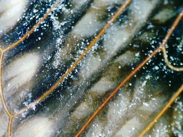 nʂɗĂZ~̉Hώ@I@ׂȖ͗lƃR[eBOȂȂLCł