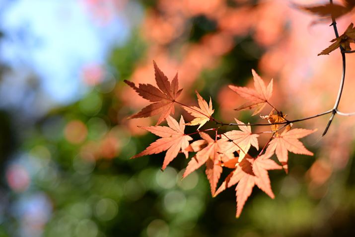 YFAF-S NIKKOR 50mm f/1.8GAJFD610