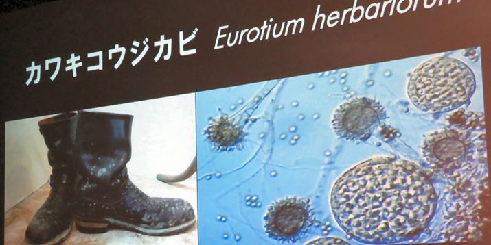 Zł悭JrЉ܂BAM[̌ɂȂ蓾̂