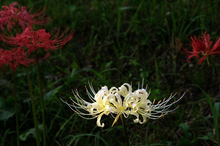 ũV[v́APœ_YȂł́Iv@킵͌㔼ŁI