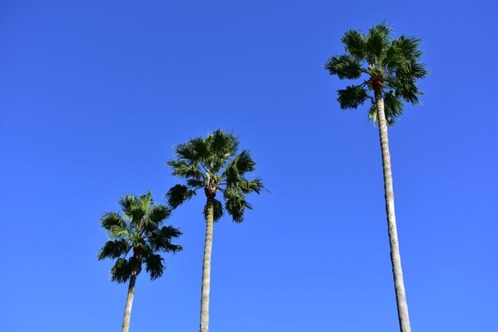 ʐ^1  WB-AUTOA1/500AF7.1AISO 200AgpYFAF-P DX NIKKOR 18-55mm f/3.5-5.6G VR