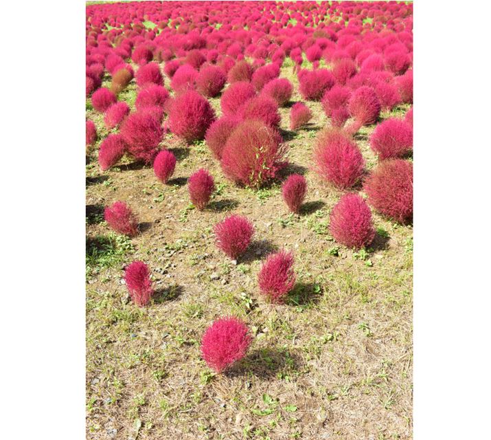 ʐ^4@1/125AF8AISO 100A{1EVAgpYFAF-P DX NIKKOR 18-55mm f/3.5-5.6G VR