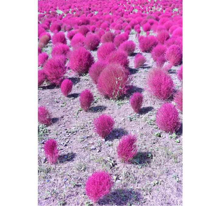 ʐ^5@1/100AF8AISO 100A{1EVAgpYFAF-P DX NIKKOR 18-55mm f/3.5-5.6G VR