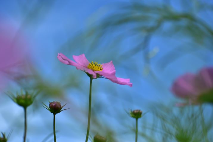 �ʐ^6�@1/500�AF6.3�AISO 100�A�g�p�����Y�FAF-P DX NIKKOR 70-300mm f/4.5-6.3G ED VR