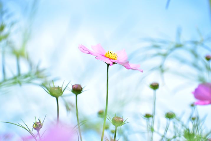 �ʐ^7�@1/200�AF5.6�AISO100�A�g�p�����Y�FAF-P DX NIKKOR 70-300mm f/4.5-6.3G ED VR