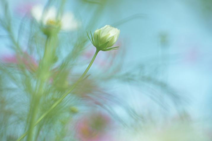 �ʐ^8�@1/250�AF5.0�AISO200�A�g�p�����Y�FAF-P DX NIKKOR 70-300mm f/4.5-6.3G ED VR