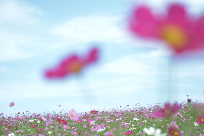 �ʐ^9�@1/200�AF4.5�AISO100�A�g�p�����Y�FAF-P DX NIKKOR 70-300mm f/4.5-6.3G ED VR