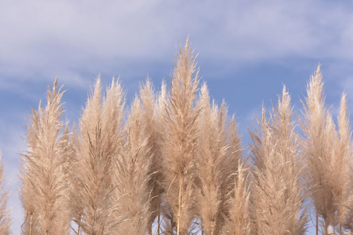 �ʐ^11�@1/500�AF8�AISO 400�A�g�p�����Y�FAF-P DX NIKKOR 70-300mm f/4.5-6.3G ED VR