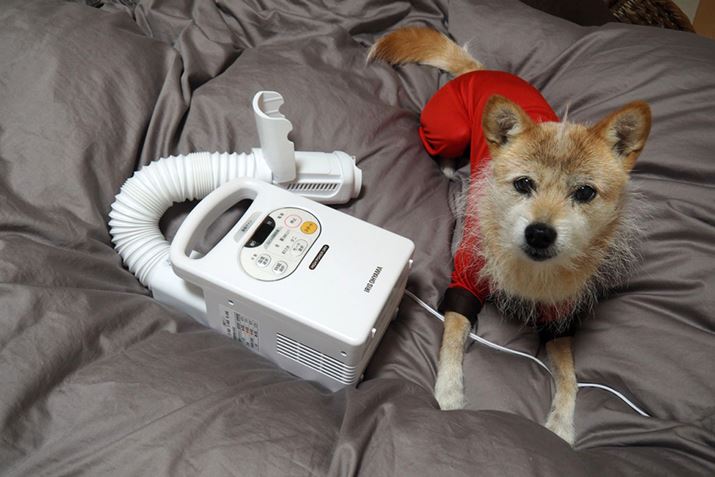 䂪Ƃ̌tJtJ̕zcDBzćAȂ炸xbhɂ났ɗ܂