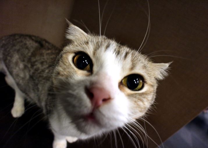 ʐ^1@1/60 bAe4.0AISO1000AgpJ/LmuEOS M10vAgpY/EF-M11-22mm F4-5.6IS STM