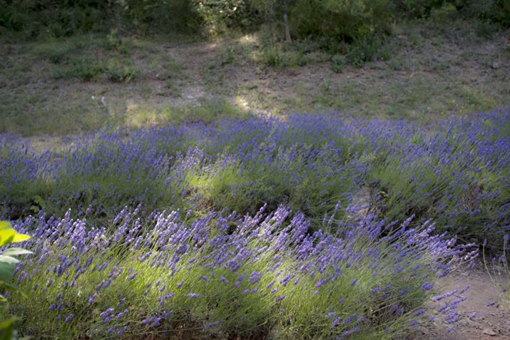 ʐ^2@1/100 bAe5.0AISO 200