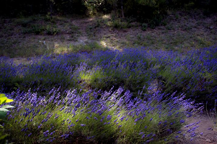 ʐ^3@1/100 bAe5.0AISO 200A|1.5EV