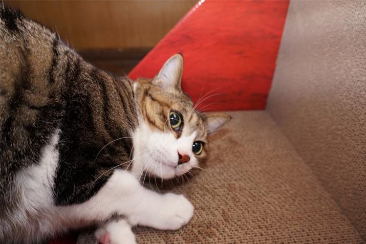 Ƃǂł傤BڂۂĖj肵Ă܂I