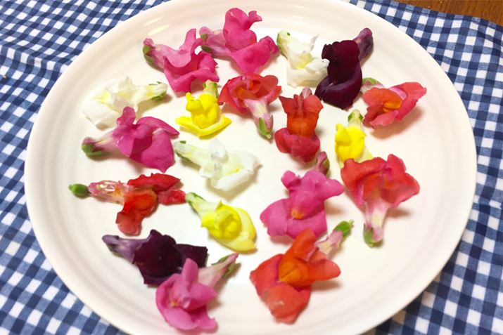 Ȃ̂łMɃh[ƕׂĂ݂܂I