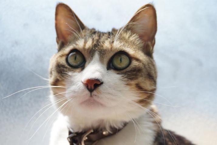 āA悢{ۂłBRCc̒nĂ܂I