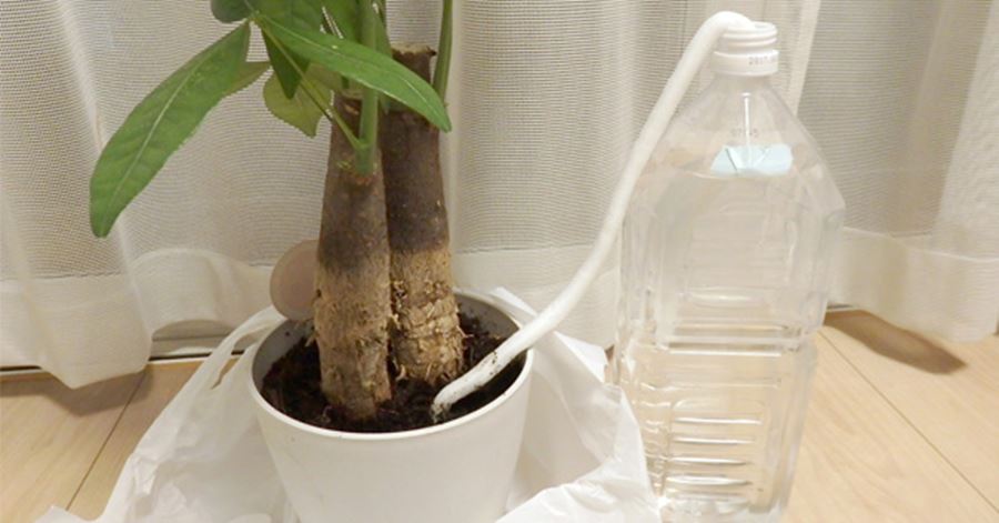 旅行中の水やりはコレで安心！ 超原始的な自動給水装置