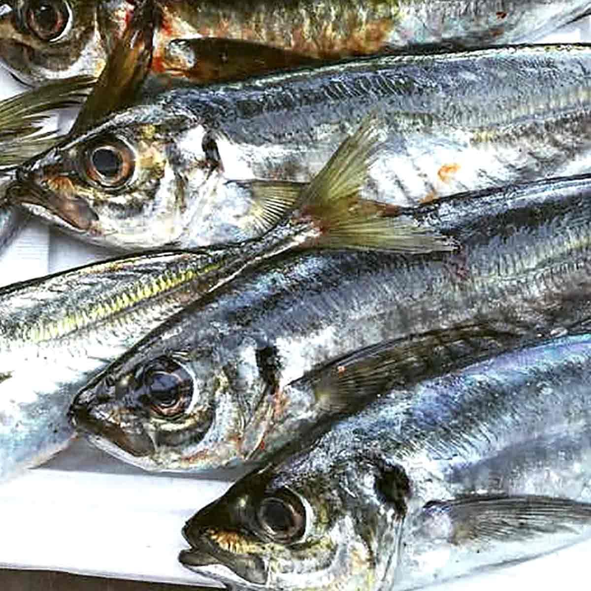 8月はアジ 初心者のための旬の魚の釣り方ガイド 価格 Comマガジン
