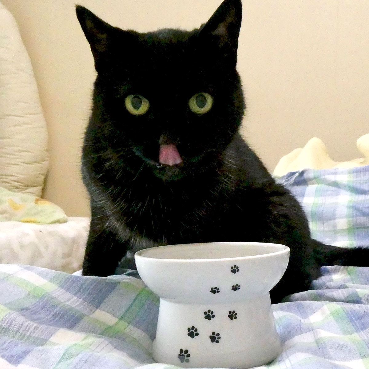 猫ちゃんの食器は 脚付き がいい 高さを出して 吐き戻し を防ごう 価格 Comマガジン