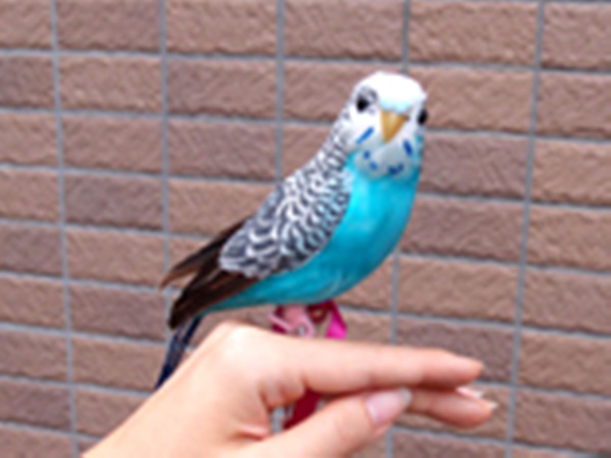 ビックリするほど本物そっくり！超リアルな「鳥のオブジェ」 - 価格.comマガジン