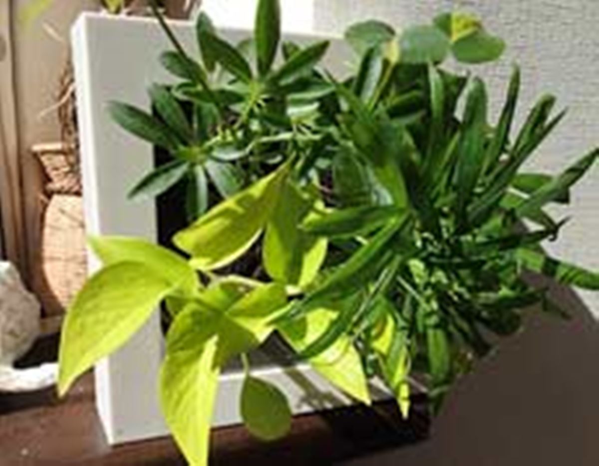 まるで絵画 額縁から飛び出す観葉植物がすてきすぎる 価格 Comマガジン