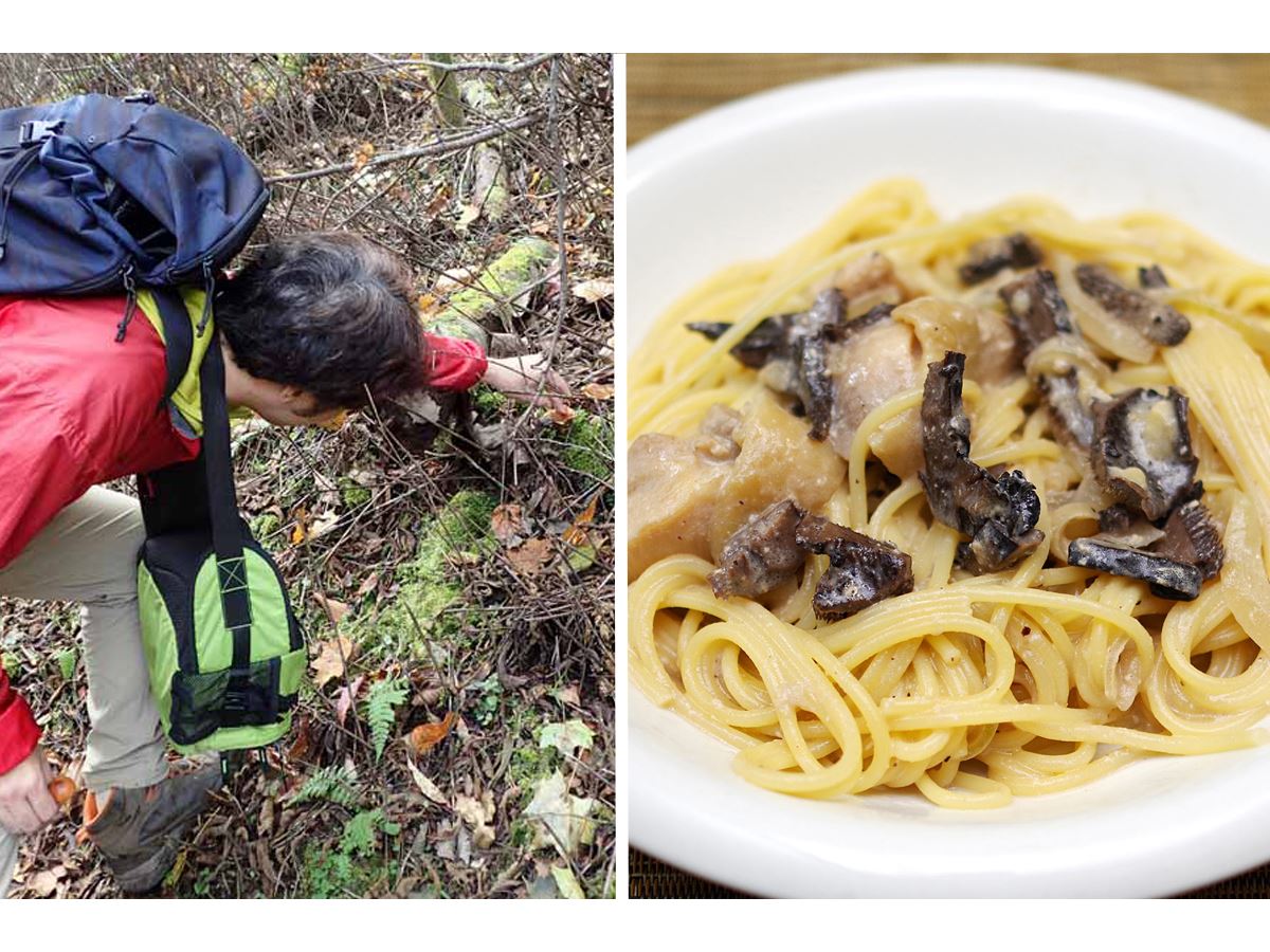 マツタケよりも貴重!? 幻のキノコ「コウタケ」を探して採って食べて