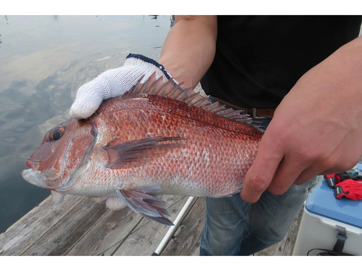 話題の海上釣り堀で「海上釣堀 コアスペックII」の手応えを堪能