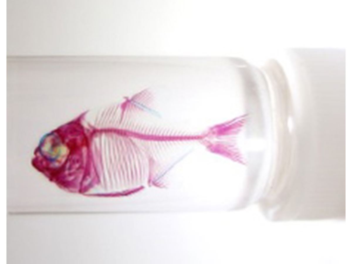 幻想的。お魚をスケスケにした透明骨格標本が美しすぎる - 価格