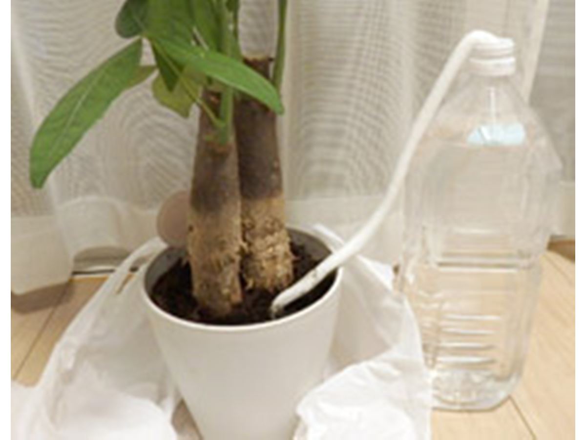 旅行中の水やりはコレで安心！ 超原始的な自動給水装置 - 価格.comマガジン