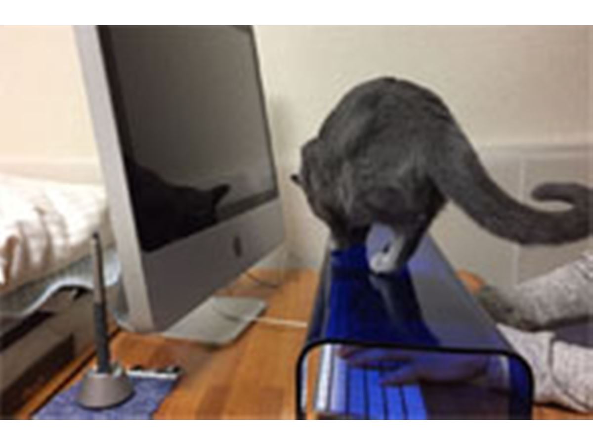 猫の襲撃からキーボードを守る！ 専用カバーにちょっと罪悪感… - 価格