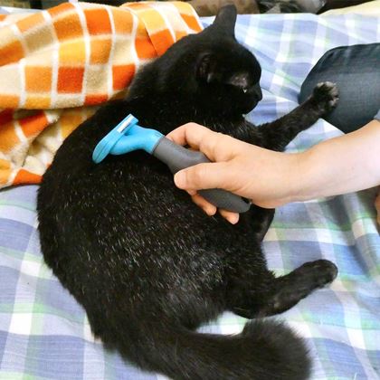 猫の爪切りお助けグッズで 世界一爪切りしやすい猫 は作れる 価格 Comマガジン