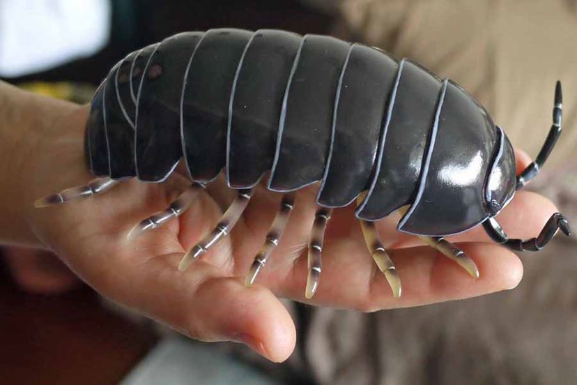 閲覧注意】手のひらサイズの巨大ダンゴムシを発見！【虫注意】 - 価格