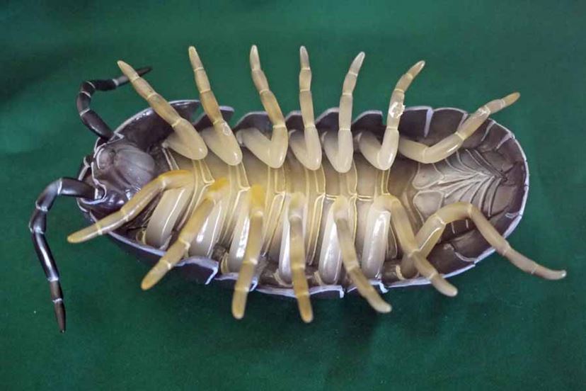 閲覧注意】手のひらサイズの巨大ダンゴムシを発見！【虫注意】 - 価格