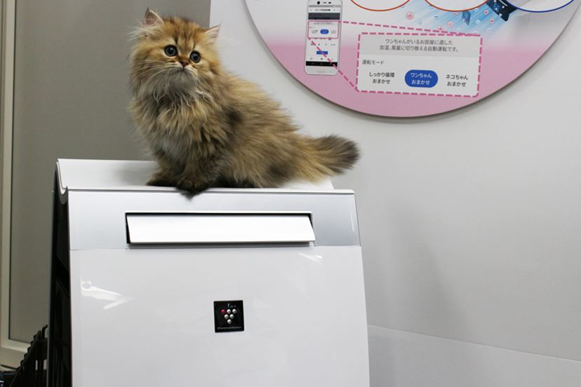 犬や猫を飼っている人に最適！ 「ペット専用運転」を搭載したシャープ