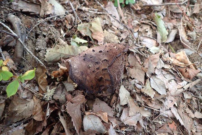 香茸 塩漬け