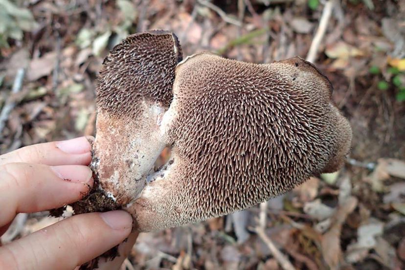 マツタケよりも貴重 幻のキノコ コウタケ を探して採って食べてみた 価格 Comマガジン