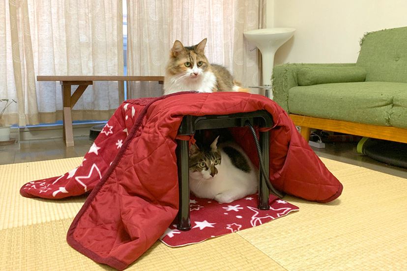 ぽ　ペット用こたつ LL_img_414299_2.png?format=webp