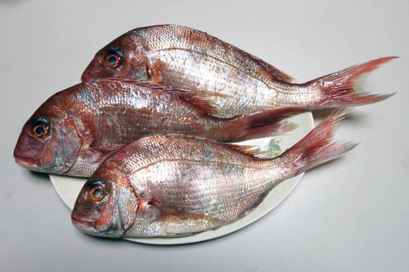 産卵期ならではの醍醐味！ 魚の王様「真鯛」を陸っぱりから釣る2つの