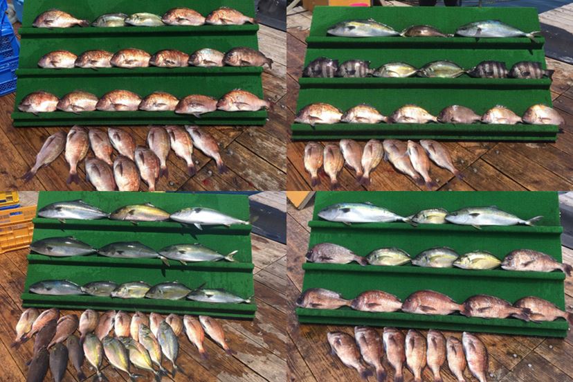 話題の海上釣り堀で「海上釣堀 コアスペックII」の手応えを堪能