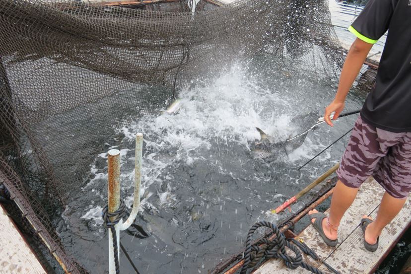 話題の海上釣り堀で「海上釣堀 コアスペックII」の手応えを堪能