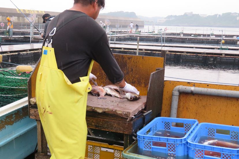 話題の海上釣り堀で「海上釣堀 コアスペックII」の手応えを堪能