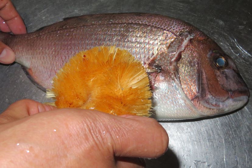 話題の海上釣り堀で「海上釣堀 コアスペックII」の手応えを堪能