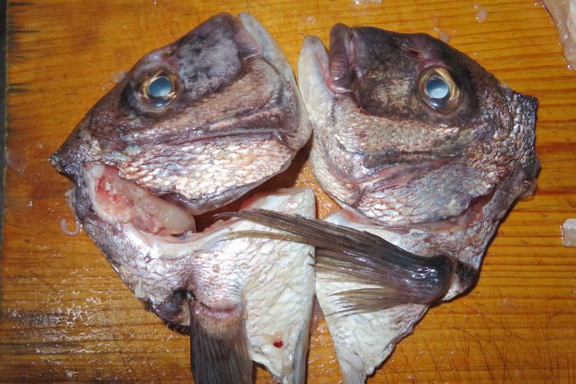 話題の海上釣り堀で「海上釣堀 コアスペックII」の手応えを堪能